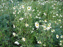 layia glandulosa - white layia